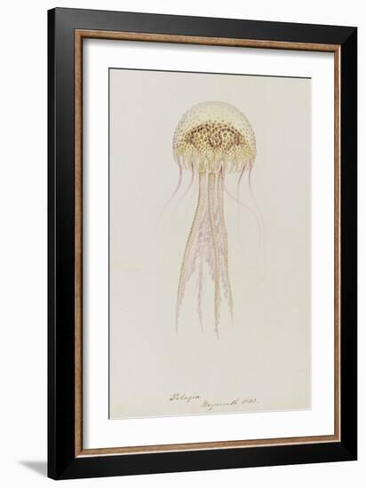 Pelagia, Weymouth, 1853: Pelagia Noctiluca: Jellyfish-Philip Henry Gosse-Framed Giclee Print