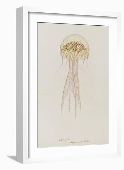 Pelagia, Weymouth, 1853: Pelagia Noctiluca: Jellyfish-Philip Henry Gosse-Framed Giclee Print