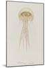 Pelagia, Weymouth, 1853: Pelagia Noctiluca: Jellyfish-Philip Henry Gosse-Mounted Giclee Print