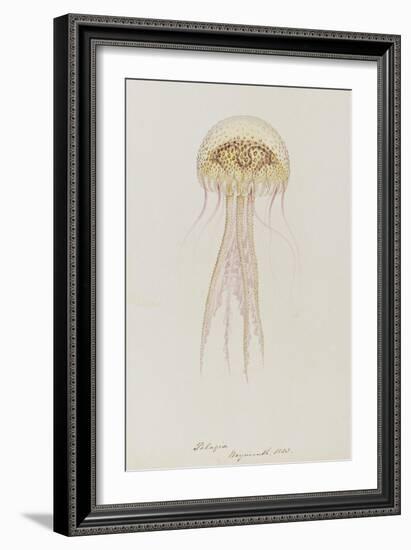 Pelagia, Weymouth, 1853: Pelagia Noctiluca: Jellyfish-Philip Henry Gosse-Framed Giclee Print