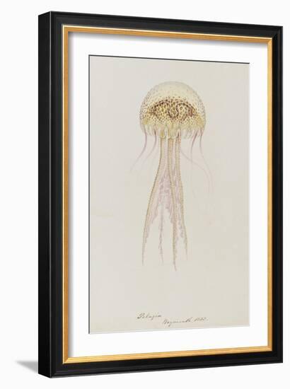 Pelagia, Weymouth, 1853: Pelagia Noctiluca: Jellyfish-Philip Henry Gosse-Framed Giclee Print