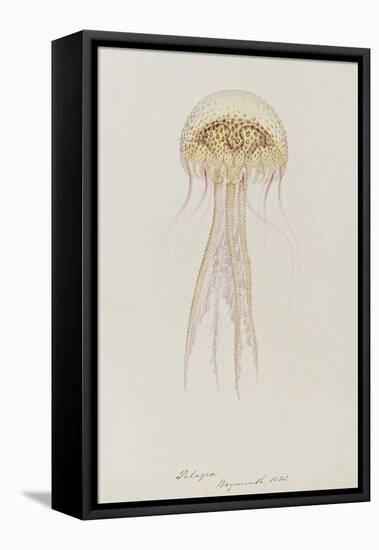 Pelagia, Weymouth, 1853: Pelagia Noctiluca: Jellyfish-Philip Henry Gosse-Framed Premier Image Canvas