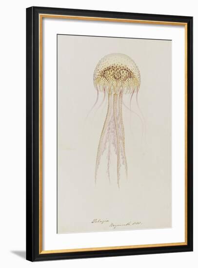 Pelagia, Weymouth, 1853: Pelagia Noctiluca: Jellyfish-Philip Henry Gosse-Framed Giclee Print