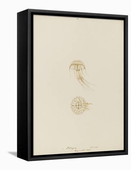 Pelagia (Young), Weymouth, 1843: Pelagia Noctiluca: Jellyfish-Philip Henry Gosse-Framed Premier Image Canvas