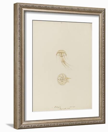 Pelagia (Young), Weymouth, 1843: Pelagia Noctiluca: Jellyfish-Philip Henry Gosse-Framed Giclee Print