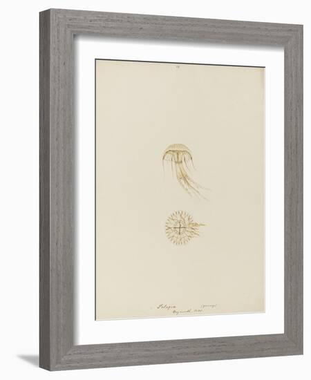 Pelagia (Young), Weymouth, 1843: Pelagia Noctiluca: Jellyfish-Philip Henry Gosse-Framed Giclee Print