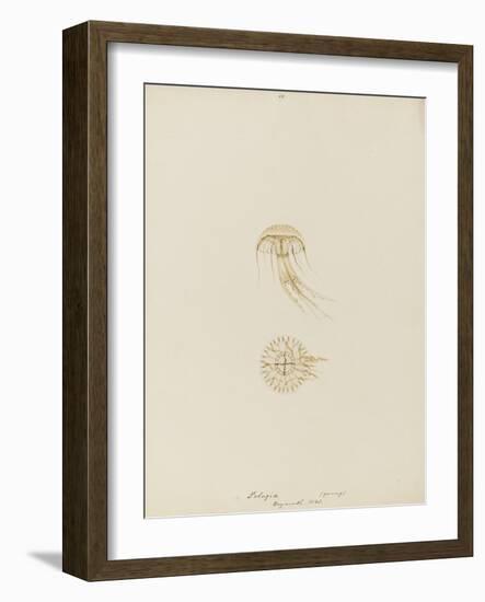 Pelagia (Young), Weymouth, 1843: Pelagia Noctiluca: Jellyfish-Philip Henry Gosse-Framed Giclee Print