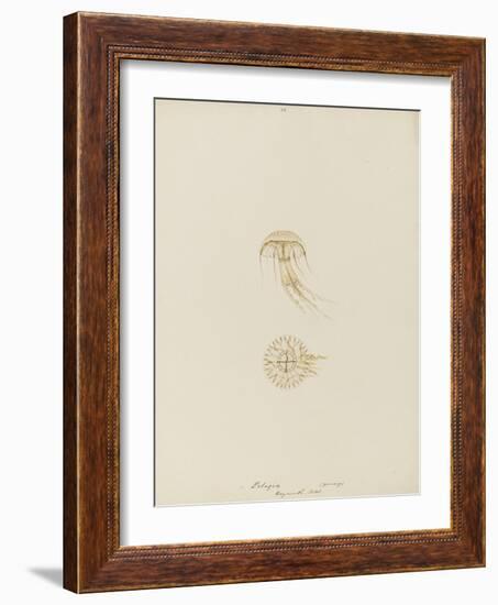 Pelagia (Young), Weymouth, 1843: Pelagia Noctiluca: Jellyfish-Philip Henry Gosse-Framed Giclee Print