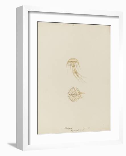 Pelagia (Young), Weymouth, 1843: Pelagia Noctiluca: Jellyfish-Philip Henry Gosse-Framed Giclee Print