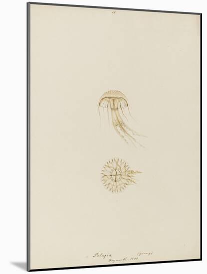 Pelagia (Young), Weymouth, 1843: Pelagia Noctiluca: Jellyfish-Philip Henry Gosse-Mounted Giclee Print