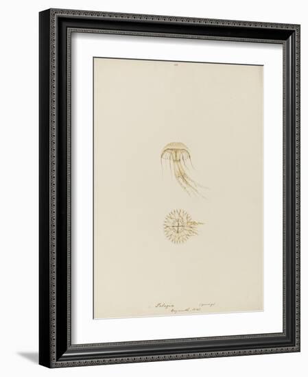 Pelagia (Young), Weymouth, 1843: Pelagia Noctiluca: Jellyfish-Philip Henry Gosse-Framed Giclee Print