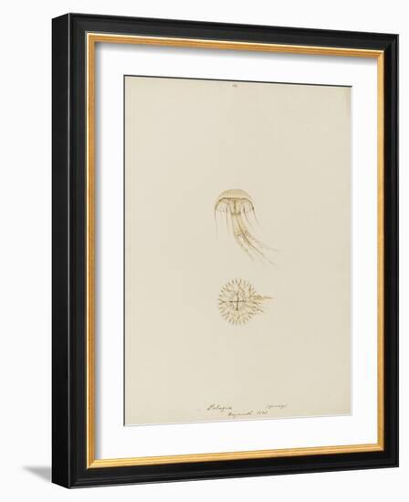 Pelagia (Young), Weymouth, 1843: Pelagia Noctiluca: Jellyfish-Philip Henry Gosse-Framed Giclee Print