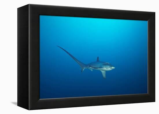 pelagic thresher shark swimming in open ocean, philippines-david fleetham-Framed Premier Image Canvas