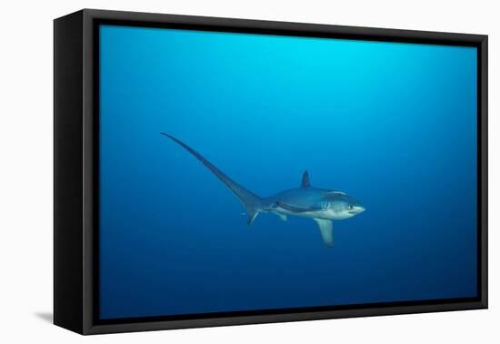 pelagic thresher shark swimming in open ocean, philippines-david fleetham-Framed Premier Image Canvas