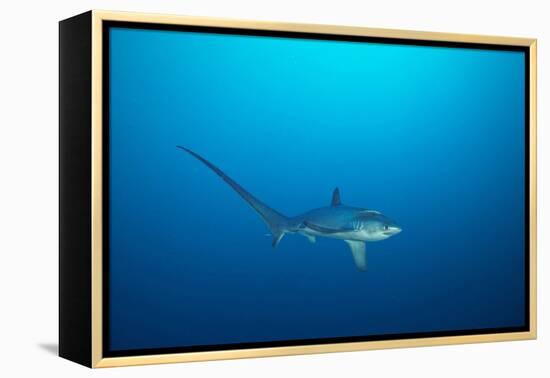 pelagic thresher shark swimming in open ocean, philippines-david fleetham-Framed Premier Image Canvas