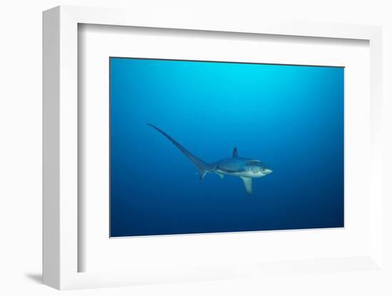 pelagic thresher shark swimming in open ocean, philippines-david fleetham-Framed Photographic Print