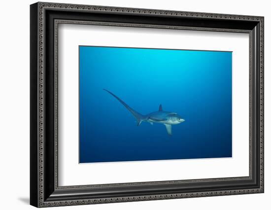 pelagic thresher shark swimming in open ocean, philippines-david fleetham-Framed Photographic Print