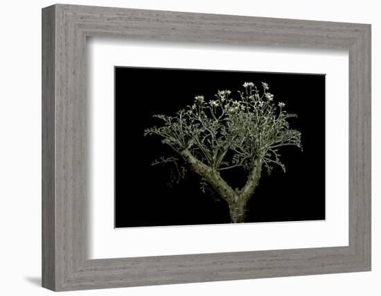 Pelargonium Crithmifolium (Samphire Leafed Geranium)-Paul Starosta-Framed Photographic Print