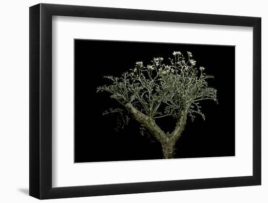 Pelargonium Crithmifolium (Samphire Leafed Geranium)-Paul Starosta-Framed Photographic Print