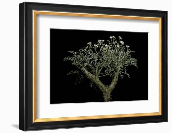 Pelargonium Crithmifolium (Samphire Leafed Geranium)-Paul Starosta-Framed Photographic Print