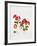 Pelargonium Geranium-Sally Crosthwaite-Framed Giclee Print