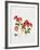 Pelargonium Geranium-Sally Crosthwaite-Framed Giclee Print