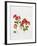 Pelargonium Geranium-Sally Crosthwaite-Framed Giclee Print