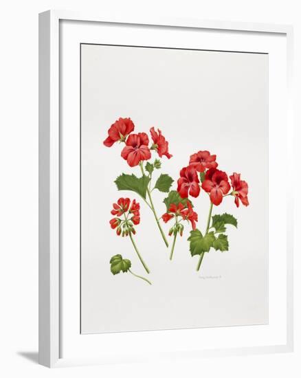 Pelargonium Geranium-Sally Crosthwaite-Framed Giclee Print