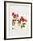 Pelargonium Geranium-Sally Crosthwaite-Framed Giclee Print