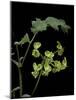 Pelargonium Gibbosum (Knotted Geranium)-Paul Starosta-Mounted Photographic Print