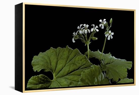 Pelargonium Odoratissimum (Apple Geranium)-Paul Starosta-Framed Premier Image Canvas