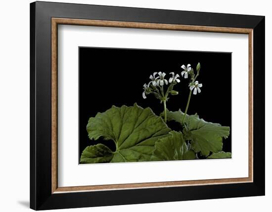 Pelargonium Odoratissimum (Apple Geranium)-Paul Starosta-Framed Photographic Print