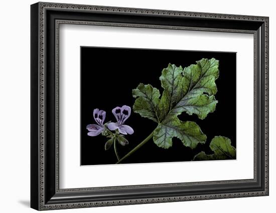 Pelargonium Quercifolium 'Royal Oak' (Oakleaf Geranium)-Paul Starosta-Framed Photographic Print