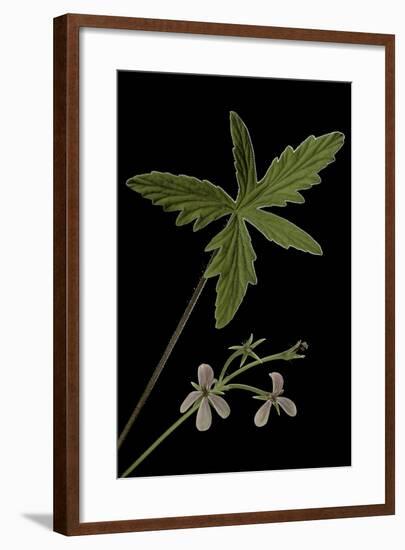 Pelargonium Quinquelobatum-Paul Starosta-Framed Photographic Print