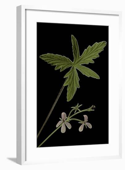 Pelargonium Quinquelobatum-Paul Starosta-Framed Photographic Print