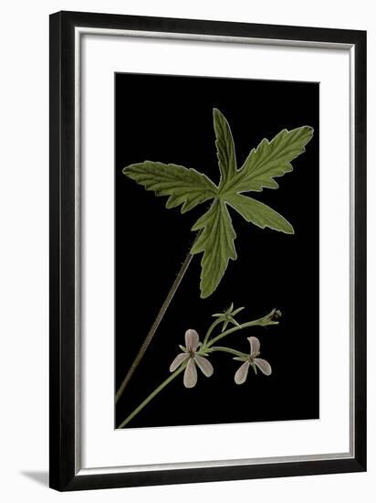 Pelargonium Quinquelobatum-Paul Starosta-Framed Photographic Print