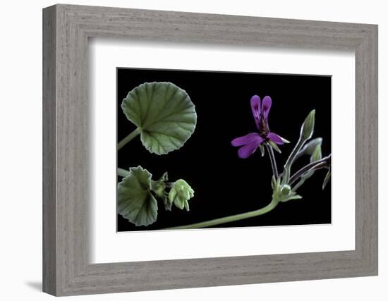 Pelargonium Reniforme (Kidney-Leaved Geranium)-Paul Starosta-Framed Photographic Print