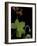 Pelargonium Tongaense (Tonga Geranium)-Paul Starosta-Framed Photographic Print