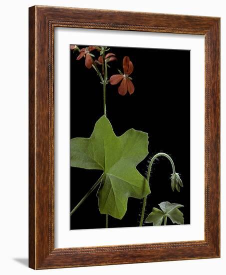 Pelargonium Tongaense (Tonga Geranium)-Paul Starosta-Framed Photographic Print