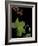 Pelargonium Tongaense (Tonga Geranium)-Paul Starosta-Framed Photographic Print