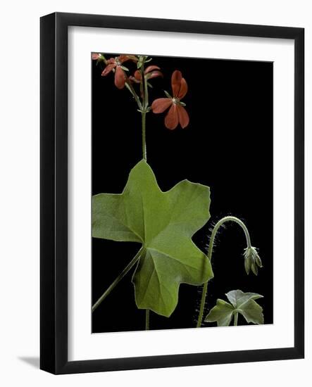 Pelargonium Tongaense (Tonga Geranium)-Paul Starosta-Framed Photographic Print