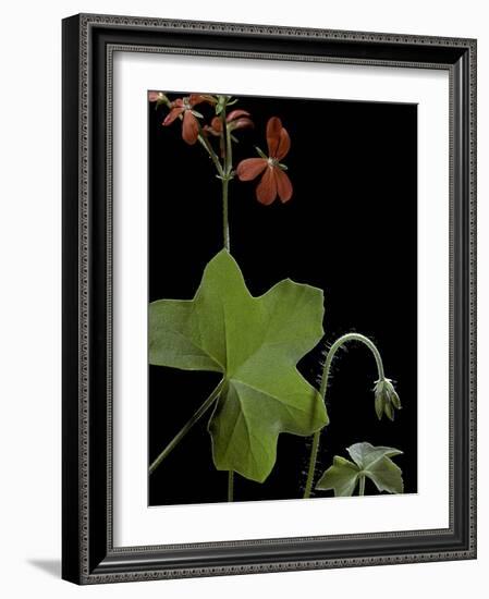 Pelargonium Tongaense (Tonga Geranium)-Paul Starosta-Framed Photographic Print
