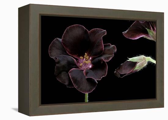 Pelargonium X Domesticum 'Lord Bute' (Regal Geranium)-Paul Starosta-Framed Premier Image Canvas