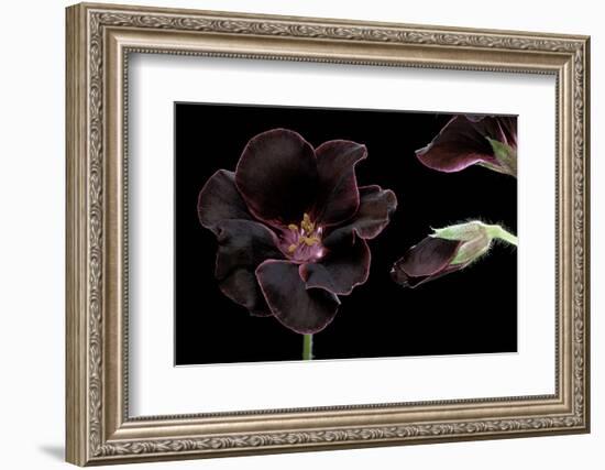 Pelargonium X Domesticum 'Lord Bute' (Regal Geranium)-Paul Starosta-Framed Photographic Print