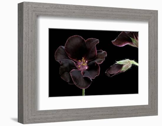 Pelargonium X Domesticum 'Lord Bute' (Regal Geranium)-Paul Starosta-Framed Photographic Print