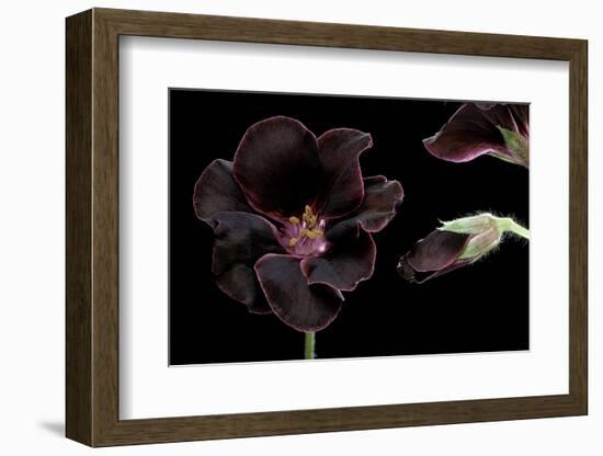 Pelargonium X Domesticum 'Lord Bute' (Regal Geranium)-Paul Starosta-Framed Photographic Print