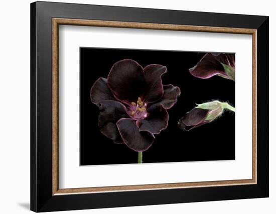 Pelargonium X Domesticum 'Lord Bute' (Regal Geranium)-Paul Starosta-Framed Photographic Print