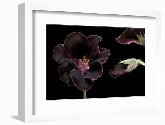 Pelargonium X Domesticum 'Lord Bute' (Regal Geranium)-Paul Starosta-Framed Photographic Print