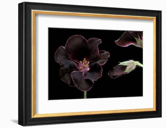 Pelargonium X Domesticum 'Lord Bute' (Regal Geranium)-Paul Starosta-Framed Photographic Print