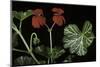 Pelargonium X Hederaefolium 'Christian' (Ivy-Leaf Geranium)-Paul Starosta-Mounted Photographic Print